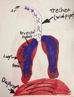 Respiratorysystem